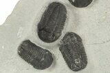 Cluster Of Gerastos Trilobites - Mrakib, Morocco #186743-2